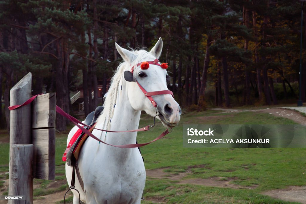 https://media.istockphoto.com/id/1254635791/photo/a-white-beautiful-horse-wearing-a-red-bridle-with-ornaments-on-its-browband-tied-to-a-wooden.jpg?s=1024x1024&w=is&k=20&c=rwNWB7_ql-LiqAS1iCrX9bUS0OGnTj_gsIoBWFyVdlY=