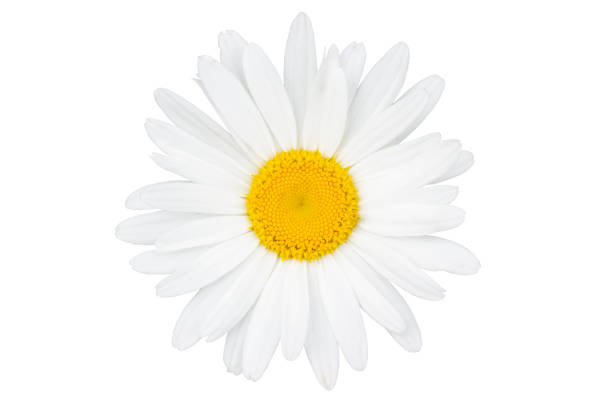 istock Single chamomile flower top view close-up isolated on a white background. 1254635895