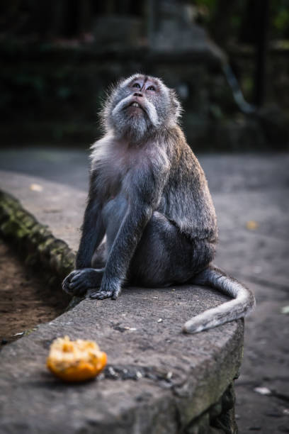 istock A long tailed grey monkey sitting on a wall and looking into the sky, UBUD MONKEY FOREST, BALI, INDONESIA 1254636631