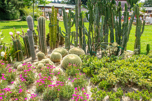 Beautiful cactus garden with various succulents