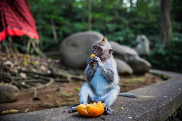 istock A long tailed grey monkey sitting on the wall and eating a fresh orange, UBUD MONKEY FOREST, BALI, INDONESIA 1254636741
