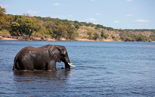 Male African Elephant standing in the Chobe river, Chobe National Park, Northern Botswana.