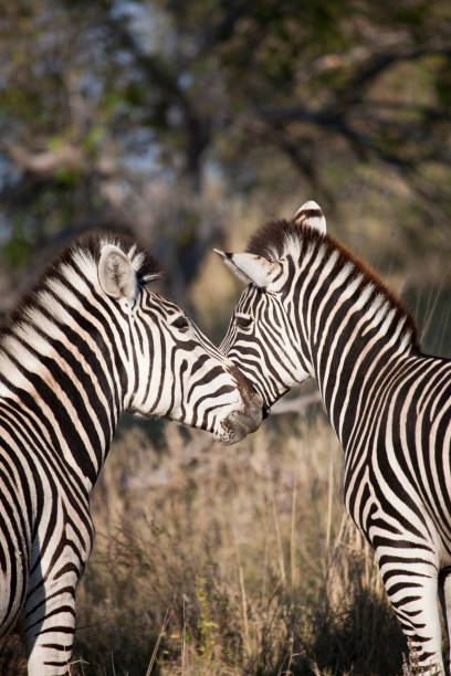 istock Two Burchell's Zebra, Equus quagga burchellii, Moremi Game Reserve, Botswana 1254637835