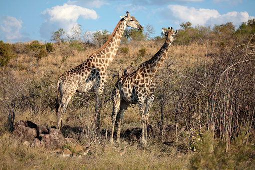 A male and a pregnant female Southern Giraffe. Chobe National Park, northern Botswana, Southern Africa