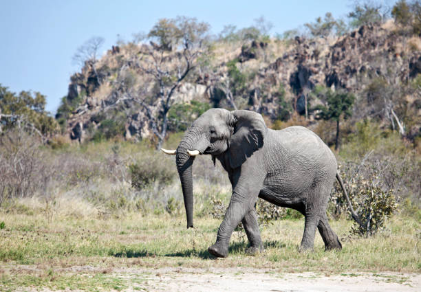 elefante africano maschio che cammina di fronte a un kopje nella zona savuta / savuti del parco nazionale di chobe nel nord del botswana - riserva di savuti foto e immagini stock