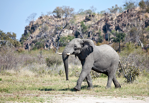 Male African Elephant walking in front of a kopje in the Savute/Savuti area of Chobe National Park in northern Botswana