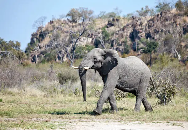 Photo of Male African Elephant walking in front of a kopje in the Savute/Savuti area of Chobe National Park in northern Botswana