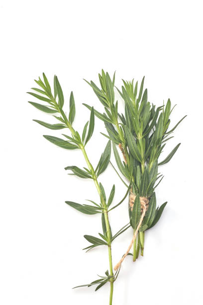 istock Fresh green rosemary isolated on white, top view. Aromatic herb. 1254638170
