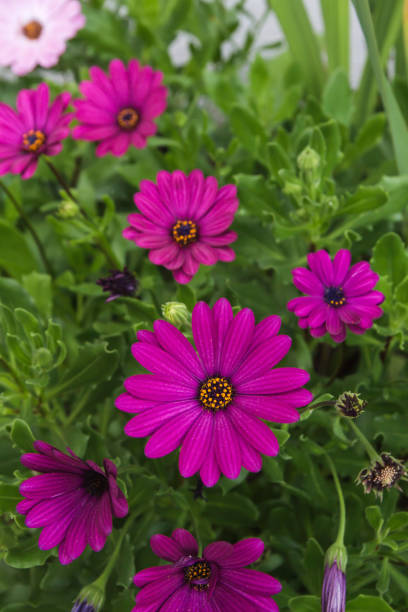 istock African daisy flowers 1254639560