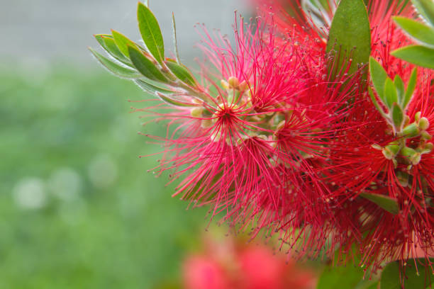 Detail of red mimosa flowers blooming in spring