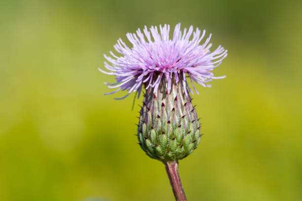 Thistle bud close-up. stock photo