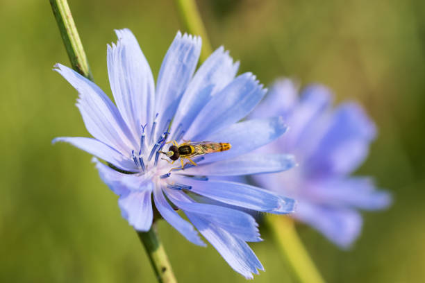 Beautiful fly on a chicory flower. Close-up. stock photo