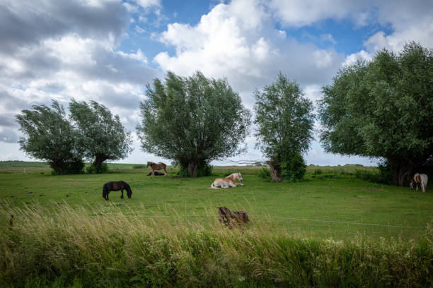 istock on green meadow stand and lie some small horses 1254640104