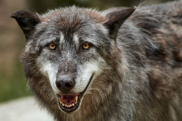 istock Close-up of an Eastern timber wolf with mouth open (Canis lupus lycaon) 1254640390