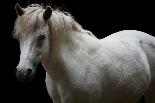 Close-up of a white horse isolated on black background. Looking at camera