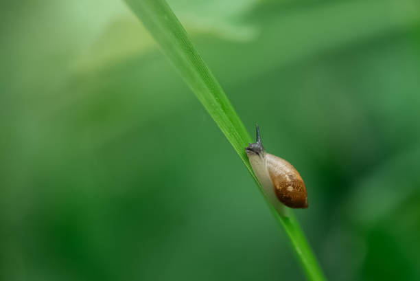 istock Tiny snail crawls on a blade of grass close up 1254642025