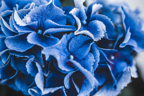 istock Blooming blue hydrangea close-up. Eeconnecting with nature. Cottagecore aesthetics. Plant photograph 1254647410