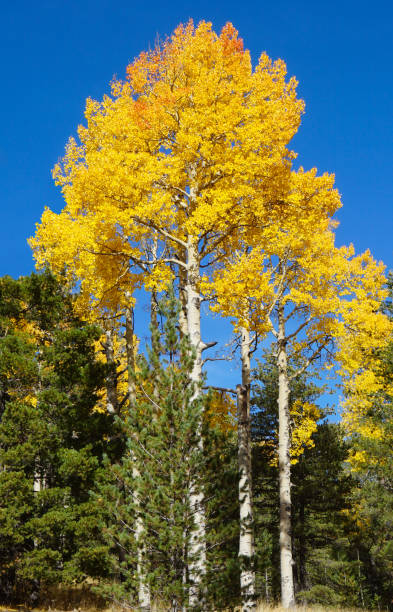 The Brilliant Colors of Autumn Aspen stock photo