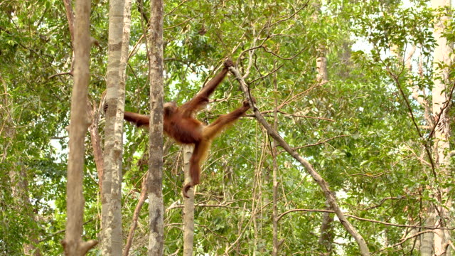Orangutan swinging for tree