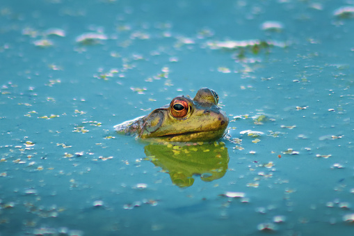 Green frog rests on a leaf of water lily in a pond
