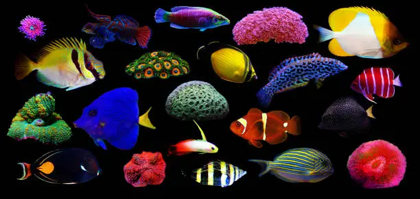 Photo of Group of marine animals isolated on black background (Fishes, Corals, Invertebrates)