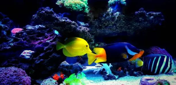 Photo of Group of fishes swimming in coral reef aquarium tank