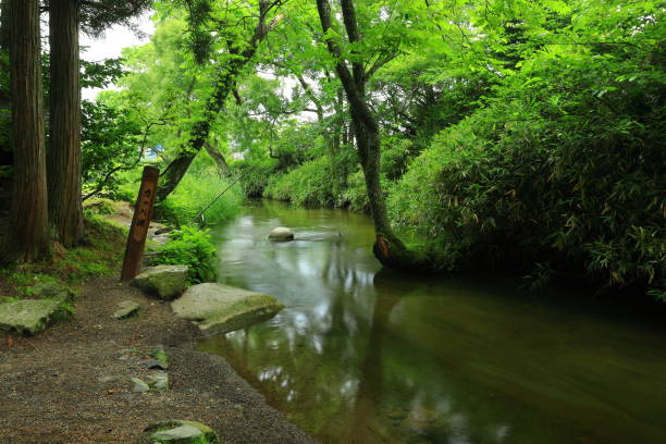 istock Tono City, Iwate Prefecture Summer Stream 1254648971