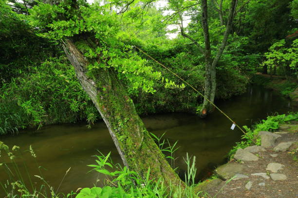 Tono City, Iwate Prefecture Summer Stream