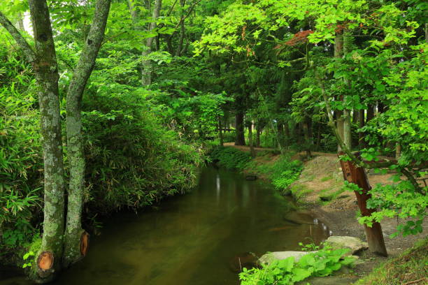 istock Tono City, Iwate Prefecture Summer Stream 1254649544