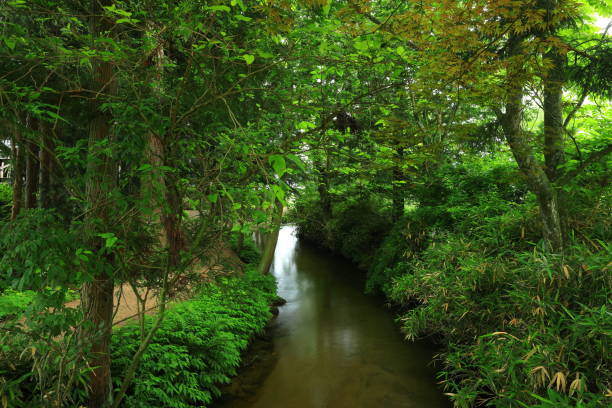 istock Tono City, Iwate Prefecture Summer Stream 1254649593