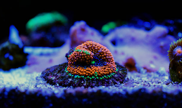 istock Ricordea Florida expensive mushroom soft coral 1254649804