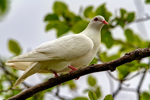 white pigeon on a tree branch