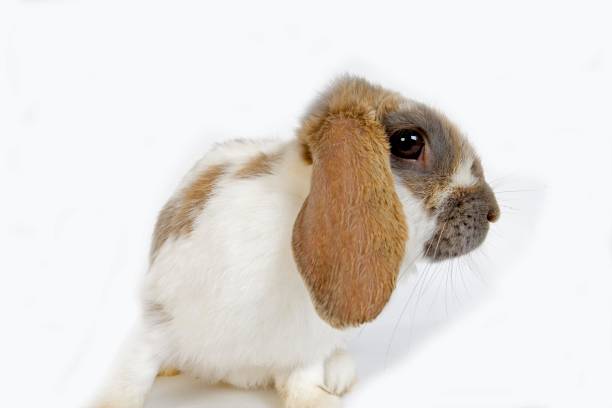 istock Lop-Eared Domestic Rabbit against White Background 1254650449
