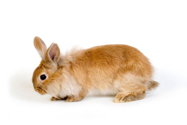 istock Red Dwarf Domestic Rabbit against White Background 1254650465