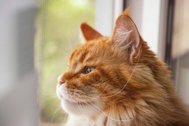 istock Red maine coon cat looking through a window with mosquito net 1254650887