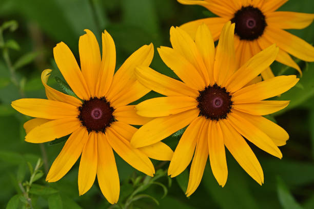 istock Black-eyed susans in July 1254652715