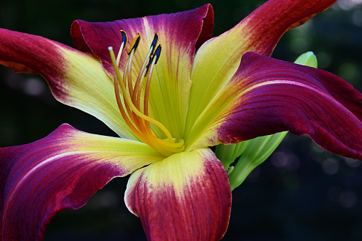 Close-up of red daylily in a Connecticut garden