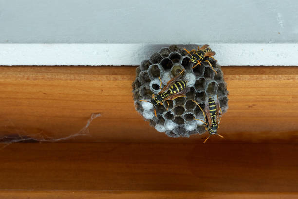 istock Wasp Nest on a brown window reveal with a white wall. 1254653557