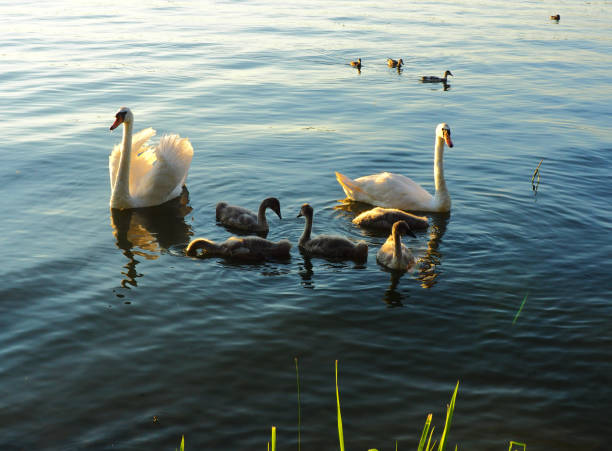 istock Swan family evening. 1254653855