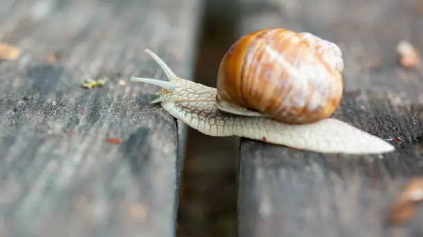 extraordinary Land snails moves by gliding along on their muscular foot, lubricating the ground