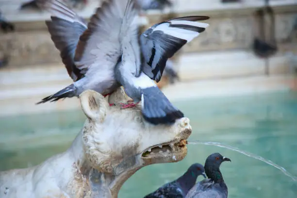 Photo of Pigeons in the Fountain of Joy (Fonte Gaia). Piazza del Campo, Siena, Tuscany, Italy