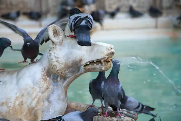 Photo of Pigeons in the Fountain of Joy (Fonte Gaia). Piazza del Campo, Siena, Tuscany, Italy