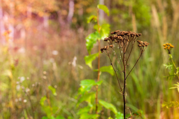 Autumn grass and wild floral background at sunset. Selective focus.