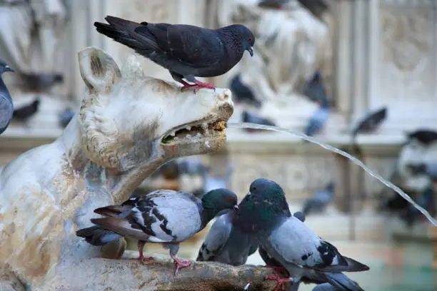 Photo of Pigeons in the Fountain of Joy (Fonte Gaia). Piazza del Campo, Siena, Tuscany, Italy