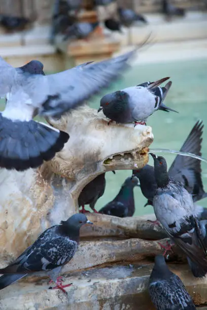 Photo of Pigeons in the Fountain of Joy (Fonte Gaia). Piazza del Campo, Siena, Tuscany, Italy