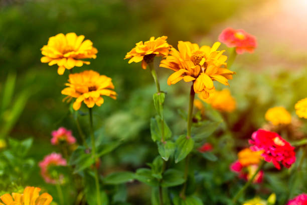 istock Zinnia Autumn flower design. In warm sunlight 1254662956