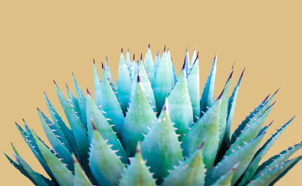 istock Blue Agave (American Aloe) Plant; Yellow Background 1254664682