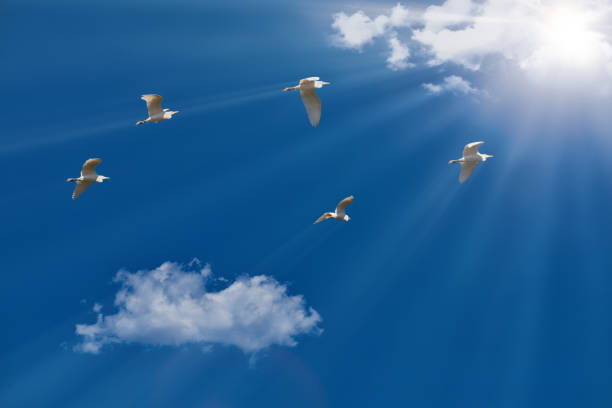 istock flock of egrets flying into the light 1254664953