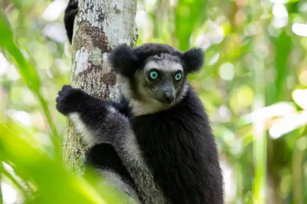 An Indri lemur on the tree watches the visitors to the park in Antananarivo, Antananarivo Province, Madagascar