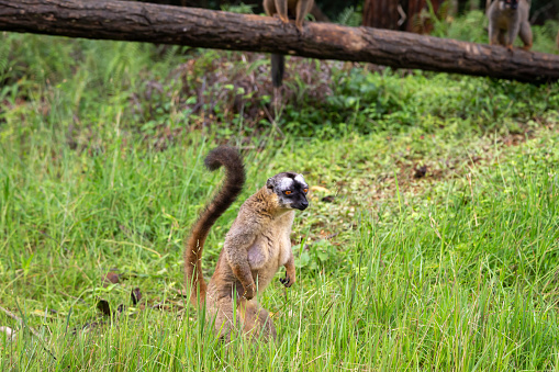 Brown lemurs play in the meadow and a tree trunk and are waiting for the visitors in Madagascar, Madagascar